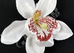 Orchidea vencová  SCC12-11