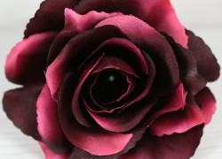 Ruža vencová rozvitá  JX1636-21