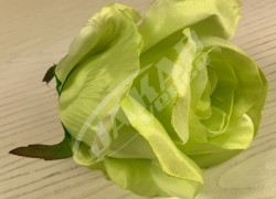 Ruža vencová  JX1267-6
