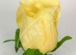 Ruža vencová puk  JX1662-5