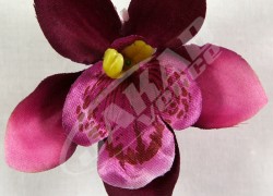 Orchidea vencová  SCC12-9