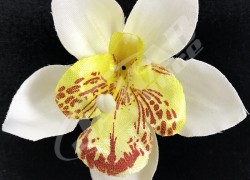 Orchidea vencová  SCC12-7