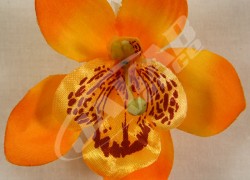 Orchidea vencová  SCC12-5
