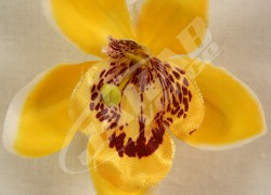 Orchidea vencová  SCC12-1