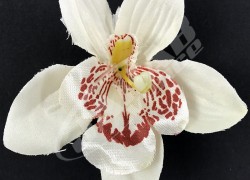 Orchidea vencová  SCC12-12