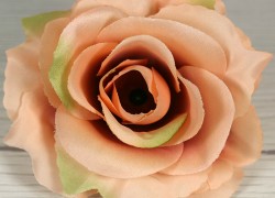 Ruža vencová rozvitá  JX1636-18
