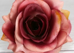 Ruža vencová rozvitá  JX1636-18M